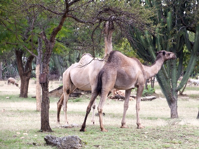 Camels in Pokot